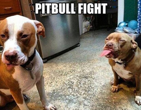 Pitbull fight